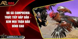 Đá gà Campuchia trực tiếp hấp dẫn – xem mọi trận đỉnh cao