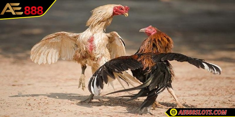 Tìm hiểu về đá gà Campuchia trực tiếp