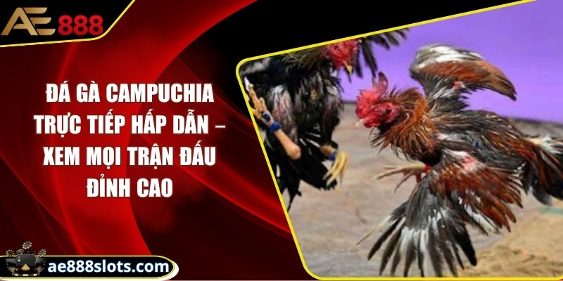 Đá gà Campuchia trực tiếp hấp dẫn – xem mọi trận đỉnh cao