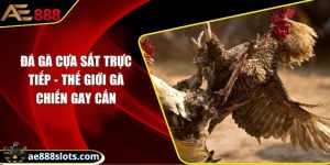 Đá gà cựa sắt trực tiếp - Thế giới gà chiến gay cấn