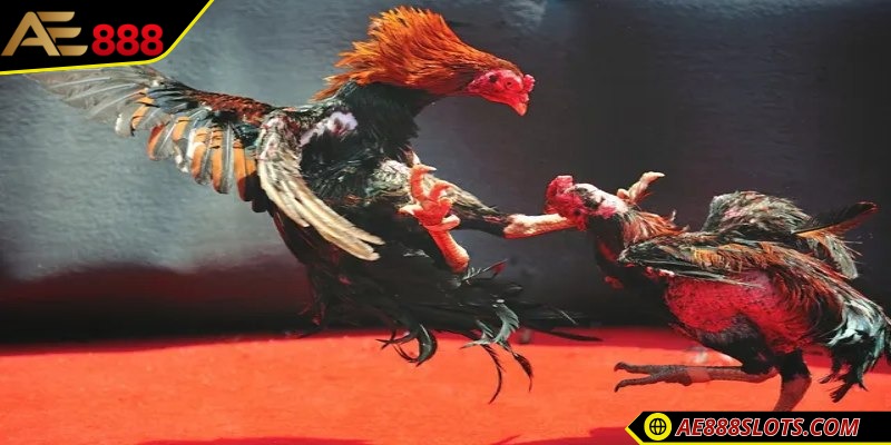 Các chương trình đá gà phổ biến hấp dẫn