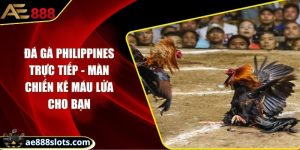 Đá gà Philippines trực tiếp - Màn chiến kê máu lửa cho bạn