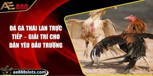 Đá gà Thái Lan trực tiếp – Giải trí cho dân yêu đấu trường