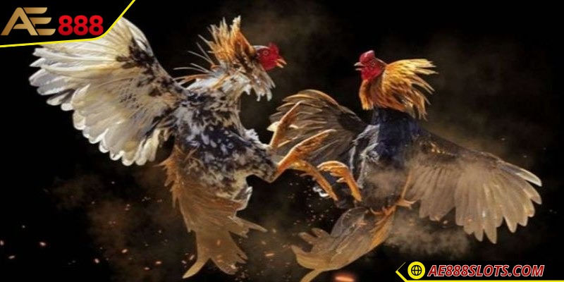 Đá gà Thái Lan trực tiếp – Giải trí cho dân yêu đấu trường 1 Tìm hiểu về đá gà Thái Lan trực tiếp