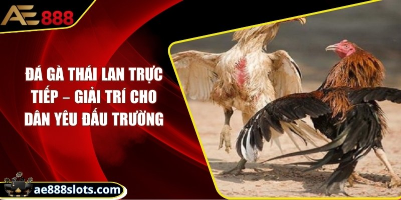 Đá gà Thái Lan trực tiếp – Giải trí cho dân yêu đấu trường