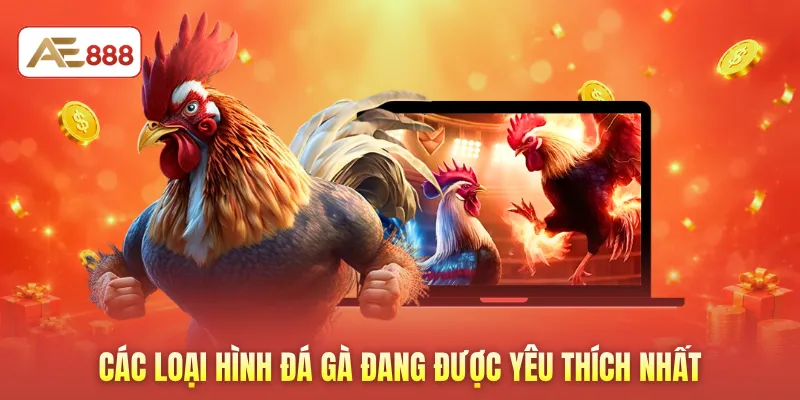 Các loại hình đá gà đang được yêu thích nhất